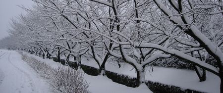 三重県での大雪